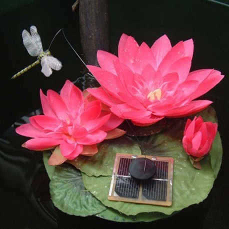 Libellule solaire sur lotus flottant